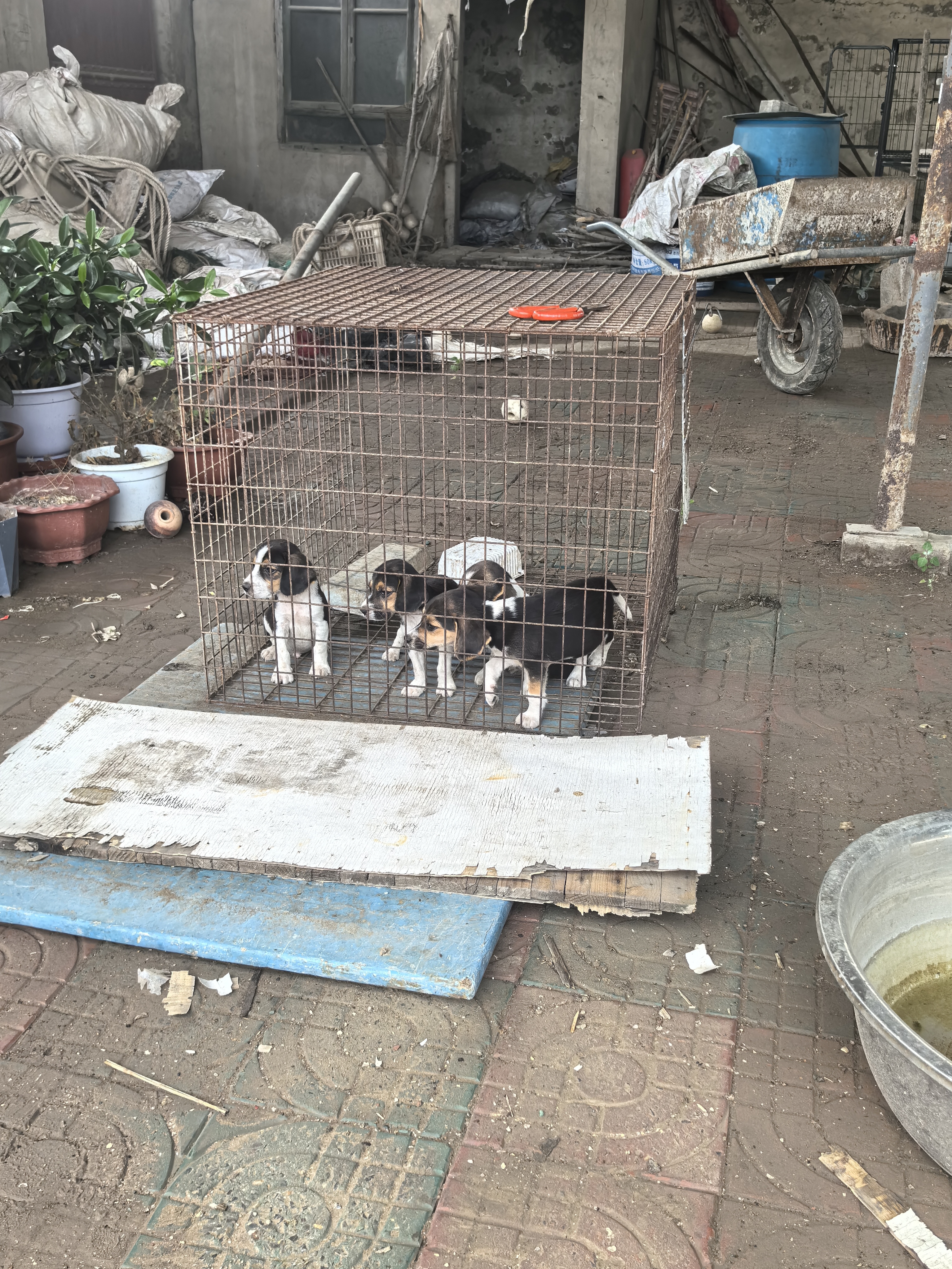 比格大，又称米格鲁猎犬，家庭伴侣，都可以性格温顺，买价400